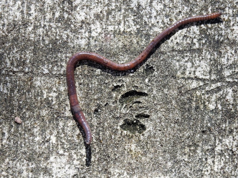 Worm Compost Bin